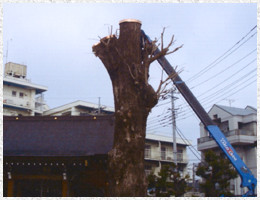 老木の補修と修復