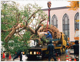 大木の移植