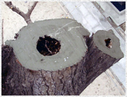 老木の補修と修復